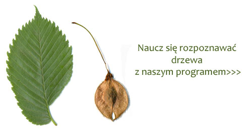 Wiąz szypułkowy, Ulmus laevis, liść i owoc, obok napis, naucz się rozpoznawać drzewa z naszym programem