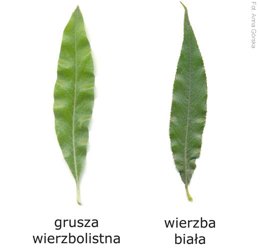 Grusza wierzbolistna, Pyrus salicifolia i Wierzba biała, Salix alba, porównanie liści