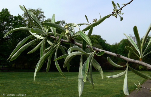 Grusza wierzbolistna, Pyrus salicifolia, gałązka z liśćmi