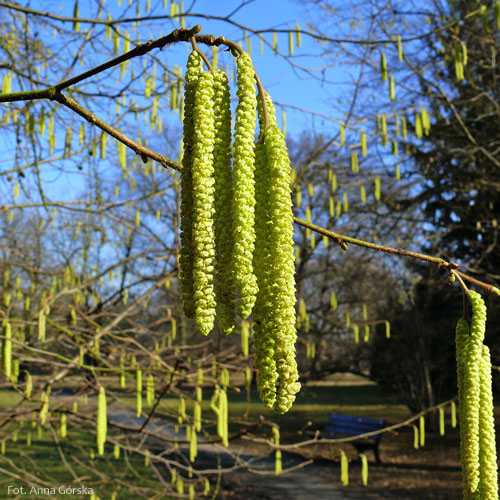 Leszczyna pospolita, Corylus avellana, kwiatostan męski