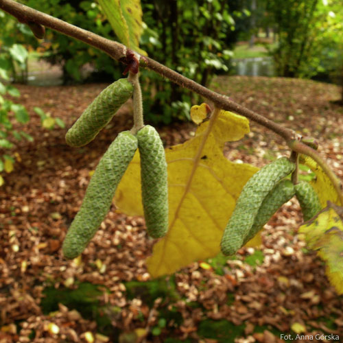 Leszczyna pospolita, Corylus avellana, kwiatostan męski na jesieni