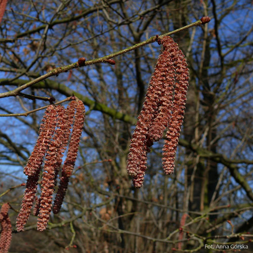 Leszczyna pospolita, Corylus avellana, kwiatostan męski odmiany purpurowej