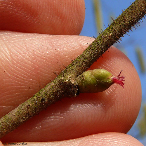 Leszczyna pospolita, Corylus avellana, kwiat żeński