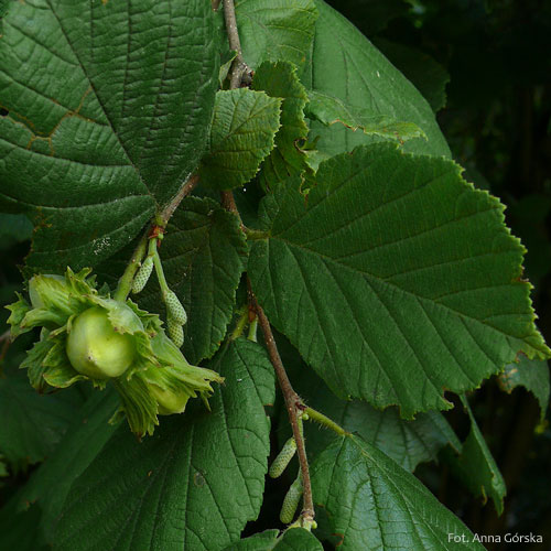 Leszczyna pospolita, Corylus avellana, owoce