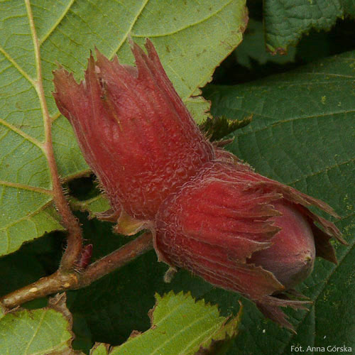 Leszczyna pospolita, Corylus avellana, owoce odmiany purpurowej