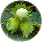 Corylus avellana, owoce