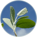 Jarząb mączny, Sorbus aria, młode liście