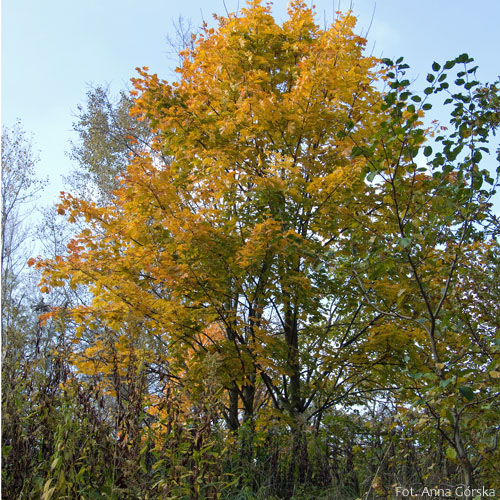 Klon pospolity, Acer platanoides, pokrój na jesieni