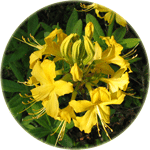 Azalia pontyjska, Rhododendron luteum, kwiatostan