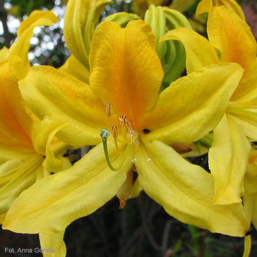 Azalia pontyjska, Rhododendron luteum, kwiaty