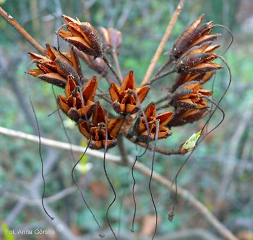 Azalia pontyjska, Rhododendron luteum, suche owoce