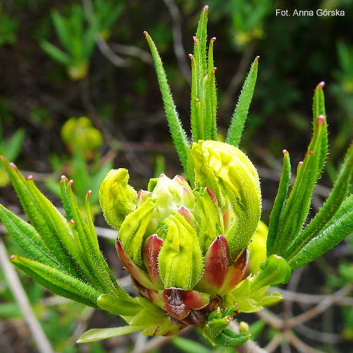 Azalia pontyjska, Rhododendron luteum, rozwijający się pąk