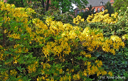 Azalia pontyjska, Rhododendron luteum, pokrój krzewu