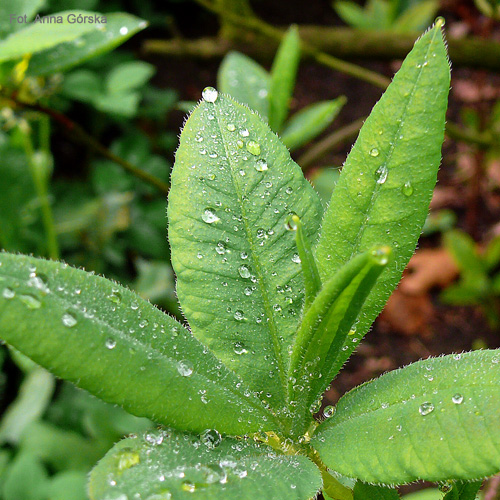 Azalia pontyjska, Rhododendron luteum, mokre liście wiosną
