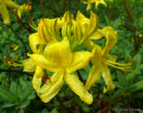 Azalia pontyjska, Rhododendron luteum, kwiatostan