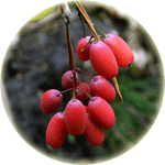 Berberys pospolity, kwaśnica, Berberis vulgaris, owocostan