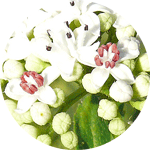 Bez hebd, dziki bez hebd, Sambucus ebulus, kwiatostan