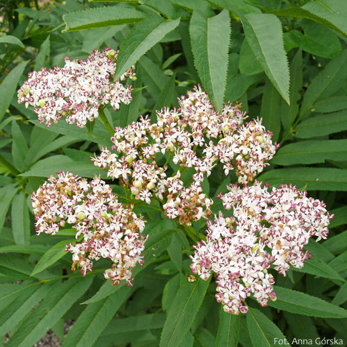 Bez hebd, dziki bez hebd, Sambucus ebulus, kwiaty