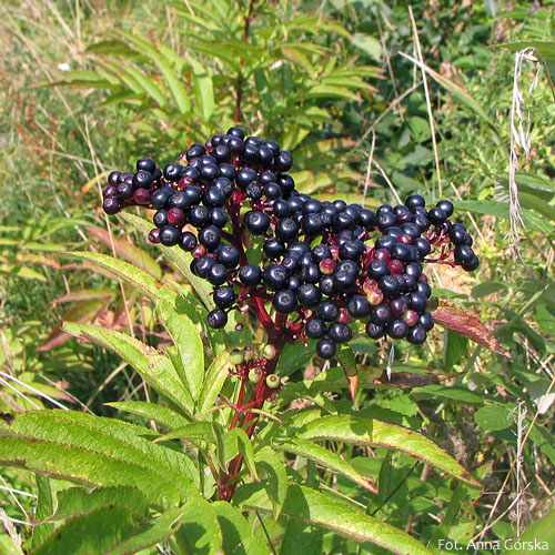 Bez hebd, dziki bez hebd, Sambucus ebulus, owoce
