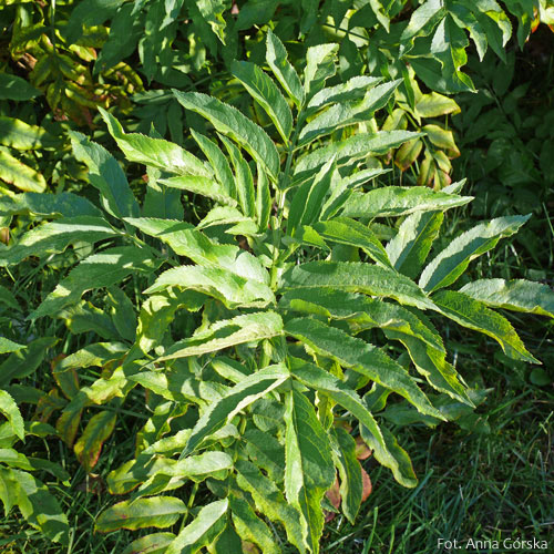 Bez hebd, dziki bez hebd, Sambucus ebulus, liść