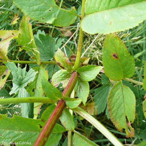 Bez hebd, dziki bez hebd, Sambucus ebulus, przylistki