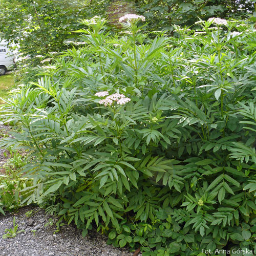 Bez hebd, dziki bez hebd, Sambucus ebulus, pokrój
