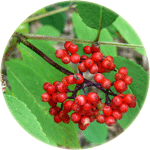 Bez koralowy, Sambucus racemosa, owocostan
