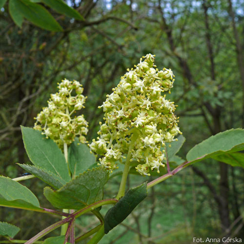 Bez koralowy, Sambucus racemosa, kwiaty