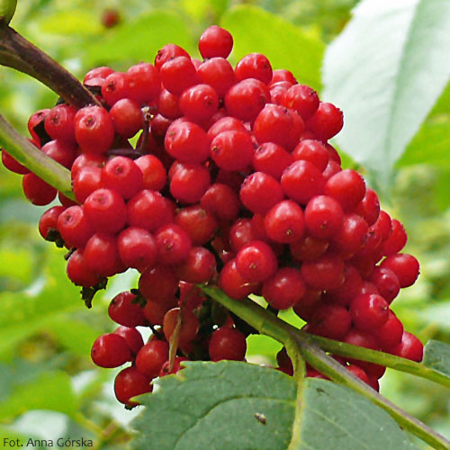 Bez koralowy, Sambucus racemosa, owoce