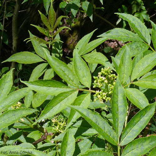 Bez koralowy, Sambucus racemosa, liście