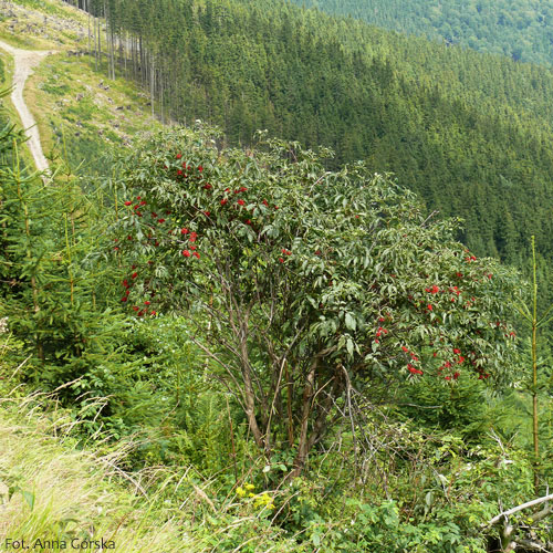 Bez koralowy, Sambucus racemosa, pokrój