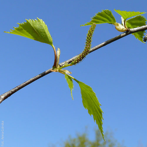 Brzoza brodawkowata, Betula pendula, kwiatostan żeński