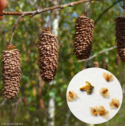 Brzoza brodawkowata, Betula pendula, owoce