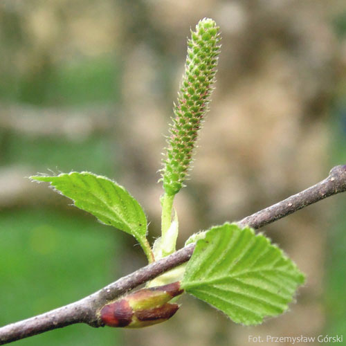 Brzoza omszona, Betula pubescens, kwiatostan żeński