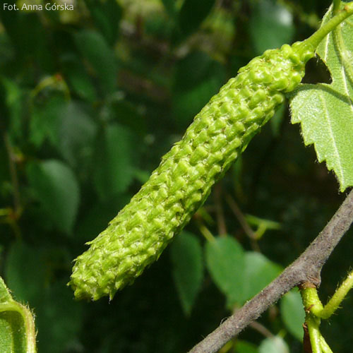 Brzoza omszona, Betula pubescens, owoce