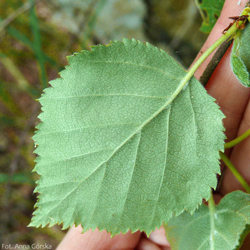 Brzoza omszona, Betula pubescens, liść