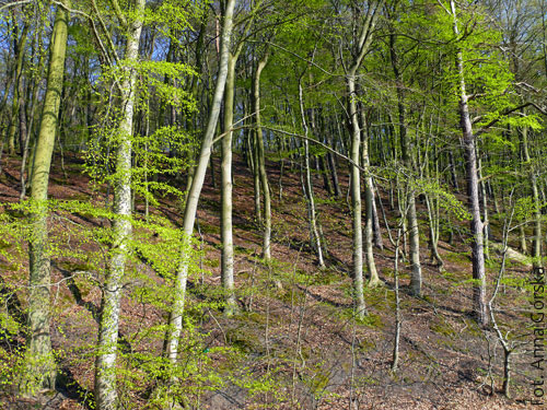 buk pospolity, Fagus sylvatica, buczyna na wiosnę