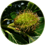 buk pospolity, Fagus sylvatica, niedojrzały owoc