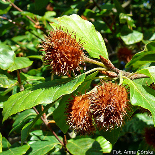 buk pospolity, Fagus sylvatica, owoce