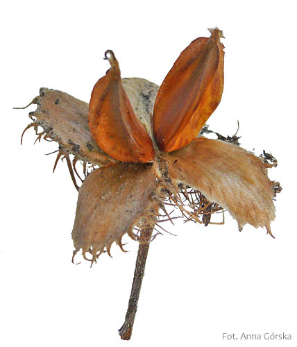 buk pospolity, Fagus sylvatica, owoce