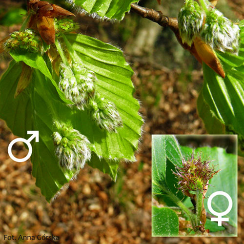 buk pospolity, Fagus sylvatica, kwiaty