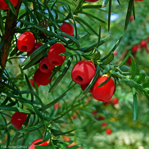Cis pospolity, Taxus baccata, nasiona w osnówkach