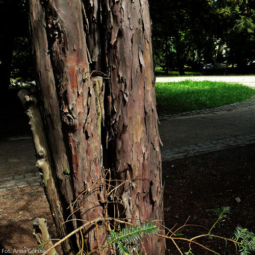 Cis pospolity, Taxus baccata, kora