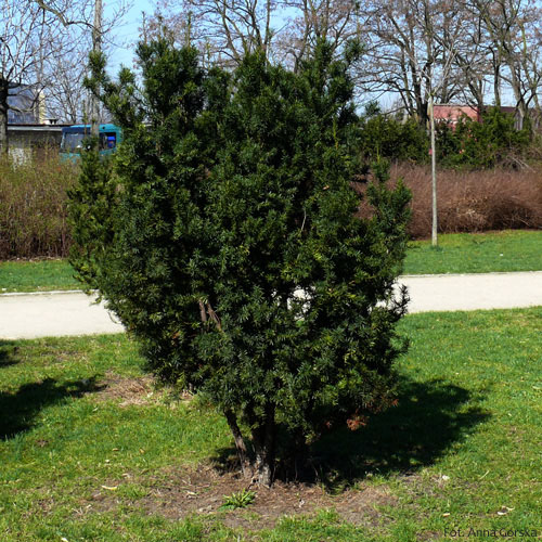 Cis pospolity, Taxus baccata, pokrój