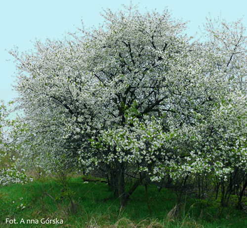 Czereśnia ptasia, Prunus avium, pokrój