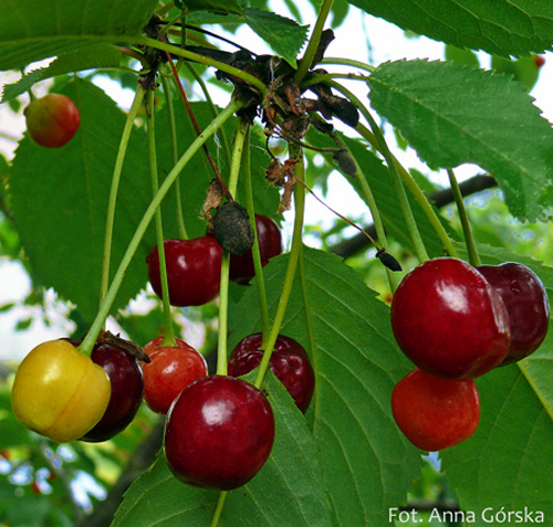 Czereśnia ptasia, Prunus avium, owoce