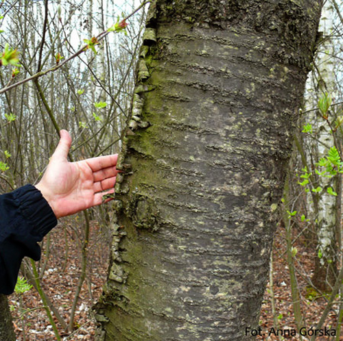 Czereśnia ptasia, Prunus avium, kora