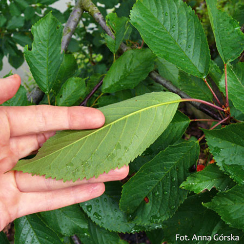 Czereśnia ptasia, Prunus avium, liście
