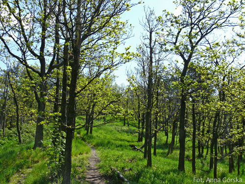 Dąb bezszypułkowy, Quercus petraea, dąbrowa podgórska