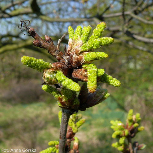 Dąb szypułkowy, Quercus robur, kwiaty męskie
